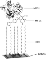 Graphical abstract: SPRI biosensors for quantitative determination of matrix metalloproteinase-2