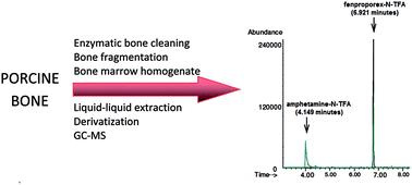Graphical abstract: Using porcine bone marrow to analyze fenproporex and its metabolite amphetamine for forensic toxicological purposes: method development and validation