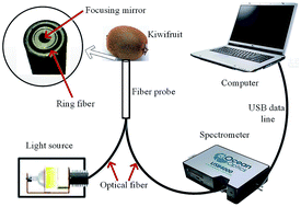 Graphical abstract: Discriminating forchlorfenuron-treated kiwifruits using a portable spectrometer and Vis/NIR diffuse transmittance spectroscopy technology
