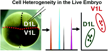 Graphical abstract: Metabolic comparison of dorsal versus ventral cells directly in the live 8-cell frog embryo by microprobe single-cell CE-ESI-MS