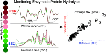Graphical abstract: FTIR as a rapid tool for monitoring molecular weight distribution during enzymatic protein hydrolysis of food processing by-products