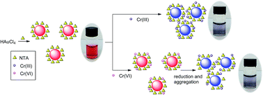 Graphical abstract: Nitrilotriacetate-stabilized gold nanoparticles: a novel strategy for the colorimetric detection of Cr(iii)/Cr(vi) and the mechanistic aspects