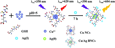 Graphical abstract: Synthesis of highly luminescent Cu/Ag bimetal nanoclusters and their application in a temperature sensor