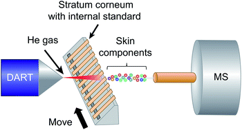 Graphical abstract: Direct quantitative analysis of the natural moisturizing factor (NMF) in the stratum corneum by direct analysis in real time mass spectrometry (DART-MS)