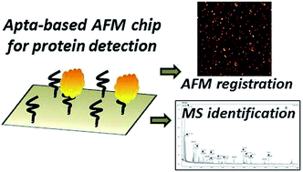 Graphical abstract: Advantages of aptamers as ligands upon protein detection by AFM-based fishing