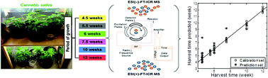 Graphical abstract: Chemical profiling and classification of cannabis through electrospray ionization coupled to Fourier transform ion cyclotron resonance mass spectrometry and chemometrics