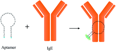 Graphical abstract: Rapid fluorescence detection of immunoglobulin E using an aptamer switch based on a binding-induced pyrene excimer