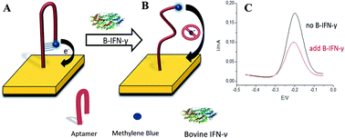Graphical abstract: An electrochemical aptasensor for detection of bovine interferon gamma