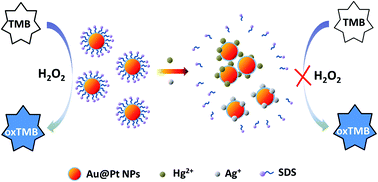 Graphical abstract: Colorimetric assay for the simultaneous detection of Hg2+ and Ag+ based on inhibiting the peroxidase-like activity of core–shell Au@Pt nanoparticles