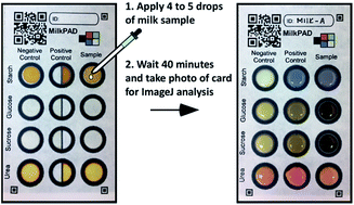 Graphical abstract: Paper test card for detection of adulterated milk
