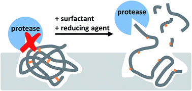 Graphical abstract: Enzymatic digestion as a tool for removing proteinaceous templates from molecularly imprinted polymers
