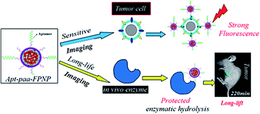 Graphical abstract: Preparation of polyacrylic acid surface-crosslinked strong fluorescent polymer nanoparticles and their sensitive in vitro imaging of cancer cells and long-life in vivo imaging of in situ tumors