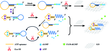 Graphical abstract: A fluorescent aptasensor with product-triggered amplification by exonuclease III digestion for highly sensitive ATP detection