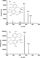 Graphical abstract: UPLC-MS/MS method for determination of schisandrin in rat plasma and brain microdialysates: application to a comparative pharmacokinetic and brain distribution study in normal and Alzheimer’s disease rats