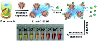 Graphical abstract: Rapid and sensitive detection of E. coli O157:H7 based on antimicrobial peptide functionalized magnetic nanoparticles and urease-catalyzed signal amplification