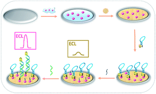 Graphical abstract: MicroRNA detection by an amplification-free biosensor based on controllable solid-state electrochemiluminescence quenched by charge transfer