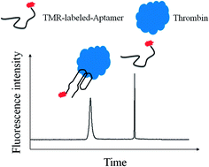 Graphical abstract: Investigation of the effects of metal ions in sample buffer on capillary electrophoresis coupled with laser-induced fluorescence analysis of thrombin using a dye-labeled 29-mer DNA aptamer