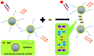 Graphical abstract: A SPR aptamer sensor for mercury based on AuNPs@NaYF4:Yb,Tm,Gd upconversion luminescent nanoparticles