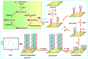 Graphical abstract: Highly sensitive electrochemical detection of mercuric ions based on sequential nucleic acid amplification and guanine nanowire formation