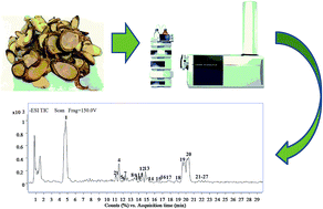 Graphical abstract: Characterization of the major chemical constituents in Ardisia gigantifolia by high performance liquid chromatography coupled to electrospray ionization and quadrupole time-of-flight mass spectrometry