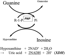 Graphical abstract: Development of an enzyme cycling method by a purine nucleoside phosphorylase for assaying inorganic phosphate