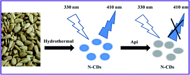 Graphical abstract: A highly selective and sensitive fluorescence sensor for the detection of apigenin based on nitrogen doped carbon dots and its application in cell imaging