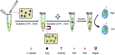Graphical abstract: An ultrasensitive sandwich immunoassay with a glucometer readout for portable and quantitative detection of Cronobacter sakazakii