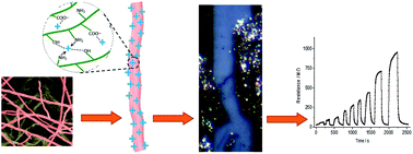 Graphical abstract: Micro-sensors based on hypha-templated coaxial microfibers