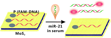 Graphical abstract: MoS2-based sensor for the detection of miRNA in serum samples related to breast cancer