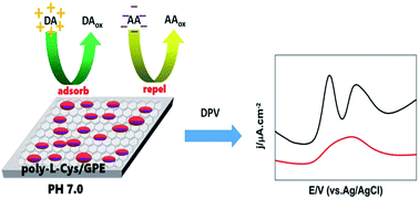 Graphical abstract: CVD graphene incorporating polymerized l-cysteine as an electrochemical sensing platform for simultaneous determination of dopamine and ascorbic acid