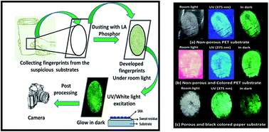 Graphical abstract: Chemistry of extracting high-contrast invisible fingerprints from transparent and colored substrates using a novel phosphorescent label