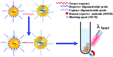 Graphical abstract: A magnetic-based SERS approach for highly sensitive and reproducible detection of cancer-related serum microRNAs