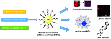 Graphical abstract: Peptide-functionalized gold nanoparticles: versatile biomaterials for diagnostic and therapeutic applications