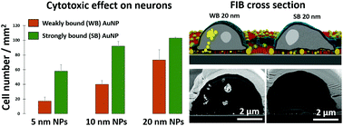 Graphical abstract: Surface coupling strength of gold nanoparticles affects cytotoxicity towards neurons