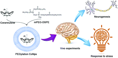 Graphical abstract: PEGylation corannulene enhances response of stress through promoting neurogenesis