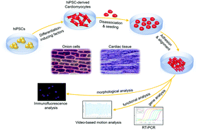 Graphical abstract: Bioinspired onion epithelium-like structure promotes the maturation of cardiomyocytes derived from human pluripotent stem cells