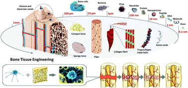 Graphical abstract: The scaffold microenvironment for stem cell based bone tissue engineering