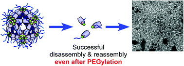 Graphical abstract: Successful PEGylation of hollow encapsulin nanoparticles from Rhodococcus erythropolis N771 without affecting their disassembly and reassembly properties