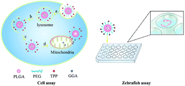 Graphical abstract: Targeted delivery of geranylgeranylacetone to mitochondria by triphenylphosphonium modified nanoparticles: a promising strategy to prevent aminoglycoside-induced hearing loss