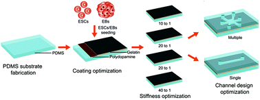 Graphical abstract: Optimization of a polydopamine (PD)-based coating method and polydimethylsiloxane (PDMS) substrates for improved mouse embryonic stem cell (ESC) pluripotency maintenance and cardiac differentiation