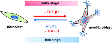 Graphical abstract: Fibroblast fate regulation by time dependent TGF-β1 and IL-10 stimulation in biomimetic 3D matrices
