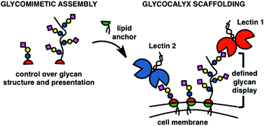 Graphical abstract: Glycocalyx scaffolding with synthetic nanoscale glycomaterials
