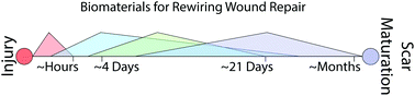 Graphical abstract: Using biomaterials to rewire the process of wound repair