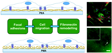 Graphical abstract: Cell migration on material-driven fibronectin microenvironments