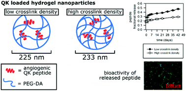 Graphical abstract: Design and characterization of hydrogel nanoparticles with tunable network characteristics for sustained release of a VEGF-mimetic peptide