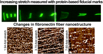 Graphical abstract: Stretch-dependent changes in molecular conformation in fibronectin nanofibers