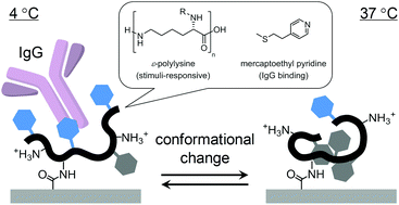 Graphical abstract: ε-Polylysine-based thermo-responsive adsorbents for immunoglobulin adsorption–desorption under mild conditions