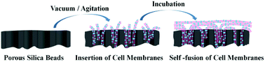 Graphical abstract: An insertion/self-fusion mechanism for cell membrane immobilization on porous silica beads to fabricate biomimic carriers