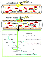 Graphical abstract: Design and development of polysaccharide hemostatic materials and their hemostatic mechanism