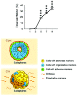 Graphical abstract: Maintenance of the spheroid organization and properties of glandular progenitor cells by fabricated chitosan based biomaterials